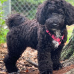 mminature black poodle dog