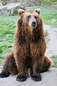 Brown bear sitting