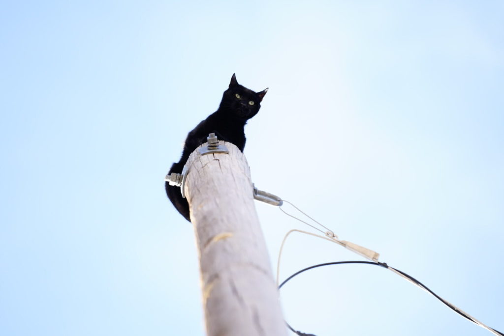 cat on a pole